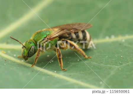 Closeup on a female bicolored striped sweat bee, Agapostemon virescens, sitting on a green leaf 115650061