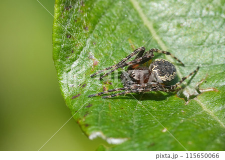Closeup on a North-American Ornamental Orbweaver spider, Larinioides patagiatus on a green leaf Closeup on a North-American Ornamental Orbweaver spider, Larinioides patagiatus on a green leaf 115650066