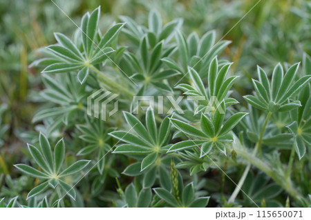 Closeup on emerging foliage of the purple flowering seashore lupine , Lupinus litoralis at Bandon coastline, Oregon 115650071