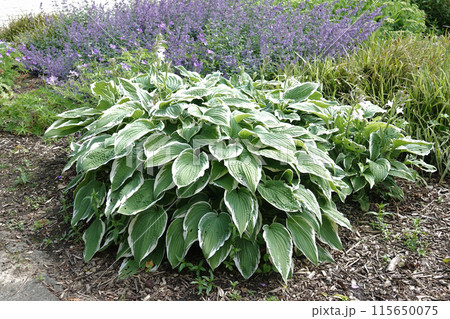 Closeup on an aggregation of white bordered Hosta plants, plantain lily, in a cottage garden 115650075