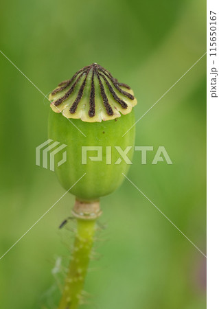 Vertical closeup on a seedbaox of a Flanders poppy wildflower, Papaver rhoeas, against a green background 115650167