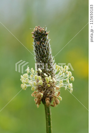 Vertical closeup on the white flower of the Ribwort Plantai wildflower, Plantago lanceolata 115650183