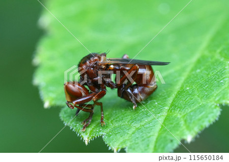 Closeup on a strange European thick-headed fly, the ferroginous bee-grabber, Sicus ferrugineus Closeup on a strange European thick-headed fly, the ferroginous bee-grabber, Sicus ferrugineus 115650184
