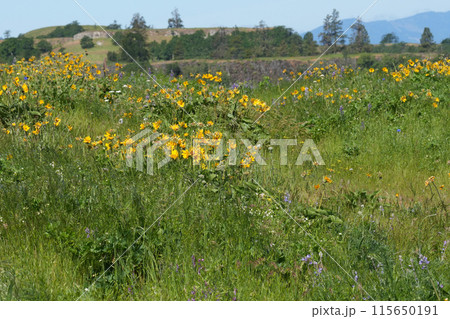 Landscape scenic wide angle view on colorful blossoming flowers at the Columbia river gorge, Oregon in the springtime Landscape scenic wide angle view on colorful blossoming flowers at the Columbia river gorge, Oregon in the springtime 115650191