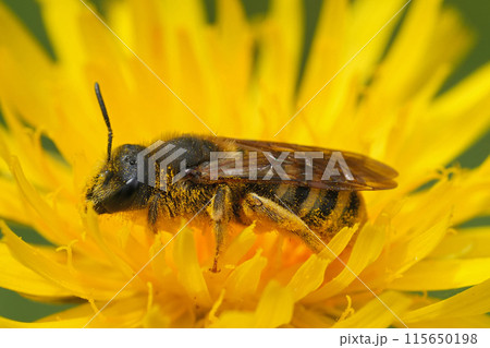 Close up on a female of the European Great banded furrow bee, Halictus scabiosae in a yellow flower 115650198