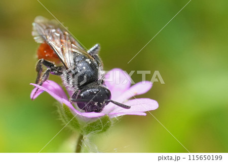 Closeup on a brilliant red parasitic European blood bee, Sphecodes on a purple Heranium molle flower in a meadow Closeup on a brilliant red parasitic European blood bee, Sphecodes on a purple Heranium molle flower in a meadow 115650199