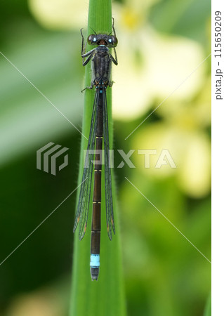 Dorsal closeup on the narrow-winged Pacific forktail damselfly, Ischnura cervula at Bandon , Oregon Dorsal closeup on the narrow-winged Pacific forktail damselfly, Ischnura cervula at Bandon , Oregon 115650209