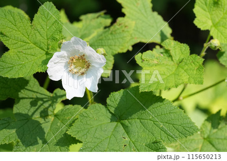 Closeup on the large white flower of the Thimbleberry, Rubus parviflorus, Crescent city, California 115650213