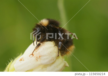 Closeup on an Early bumblebee, Bombus pratorum, on a white flower in the garden Closeup on an Early bumblebee, Bombus pratorum, on a white flower in the garden 115650214