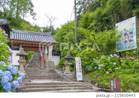 奈良　矢田寺　山門　満開のアジサイ 115650443