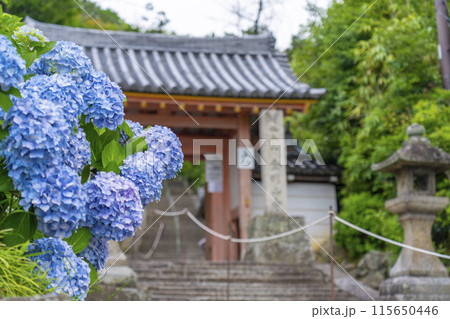 奈良　矢田寺　山門　満開のアジサイ 115650446