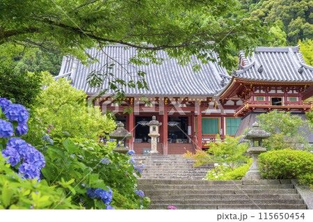 奈良　矢田寺本堂　満開のアジサイ 115650454