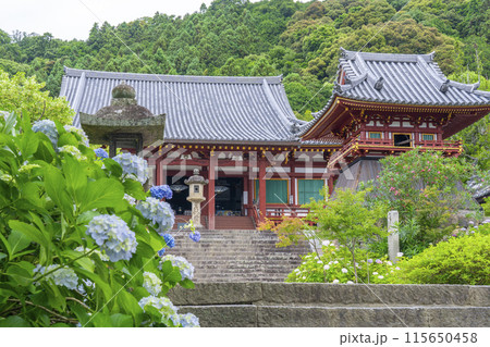 奈良　矢田寺本堂　満開のアジサイ 115650458
