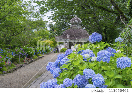 奈良 矢田寺参道 満開のアジサイ 奈良 矢田寺参道 満開のアジサイ 115650461