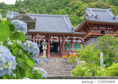 奈良 矢田寺本堂 満開のアジサイ 奈良 矢田寺本堂 満開のアジサイ 115650469