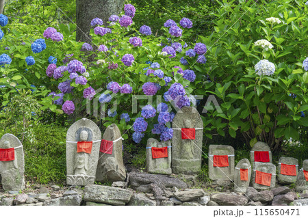 奈良　矢田寺　お地蔵さんと紫陽花 115650471