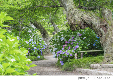 奈良 矢田寺 あじさい庭園 奈良 矢田寺 あじさい庭園 115650472