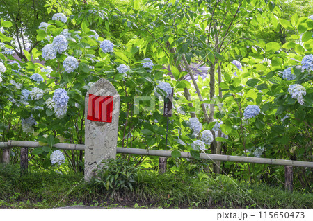 奈良 矢田寺 あじさい庭園 奈良 矢田寺 あじさい庭園 115650473