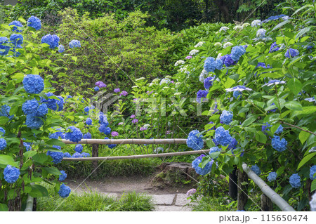 奈良　矢田寺　あじさい庭園 115650474
