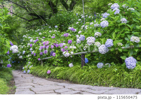 奈良　矢田寺　あじさい庭園 115650475