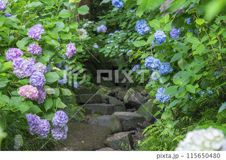 奈良　矢田寺　あじさい庭園 115650480