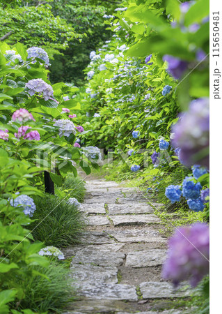 奈良 矢田寺 あじさい庭園 奈良 矢田寺 あじさい庭園 115650481