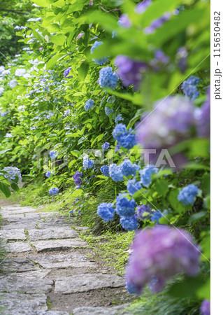 奈良 矢田寺 あじさい庭園 奈良 矢田寺 あじさい庭園 115650482