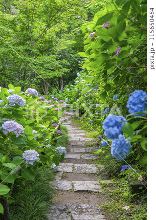 奈良　矢田寺　あじさい庭園 115650484