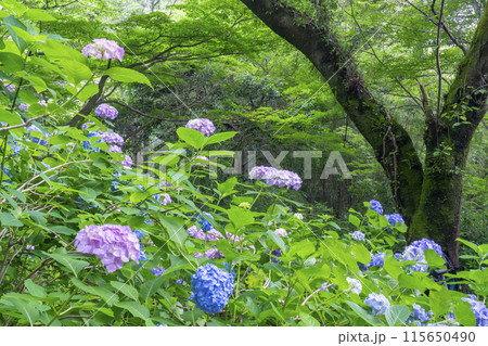 奈良 矢田寺 あじさい庭園 奈良 矢田寺 あじさい庭園 115650490
