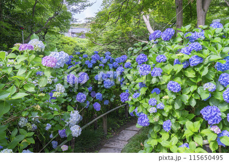 奈良　矢田寺　あじさい庭園 115650495