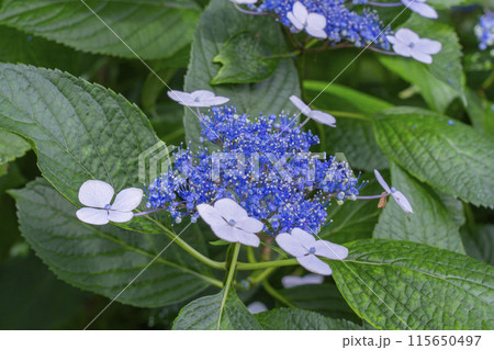 奈良　矢田寺　あじさい庭園 115650497