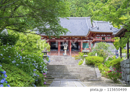 奈良 矢田寺本堂 満開のアジサイ 奈良 矢田寺本堂 満開のアジサイ 115650499