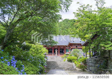 奈良　矢田寺本堂　満開のアジサイ 115650500