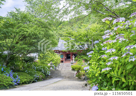 奈良　矢田寺本堂　満開のアジサイ 115650501