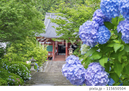 奈良　矢田寺本堂　満開のアジサイ 115650504