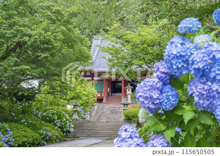 奈良　矢田寺本堂　満開のアジサイ 115650505