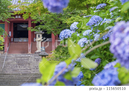 奈良　矢田寺本堂　満開のアジサイ 115650510