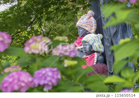 奈良　矢田寺　地蔵　満開のアジサイ 115650514