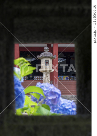 奈良　矢田寺本堂　石灯籠の隙間から見えるアジサイ 115650516