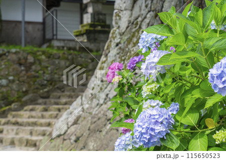 奈良　矢田寺　矢田寺八十八ケ所霊場　アジサイ 115650523