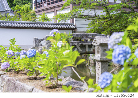奈良　矢田寺南僧坊　前の池　アジサイ 115650524