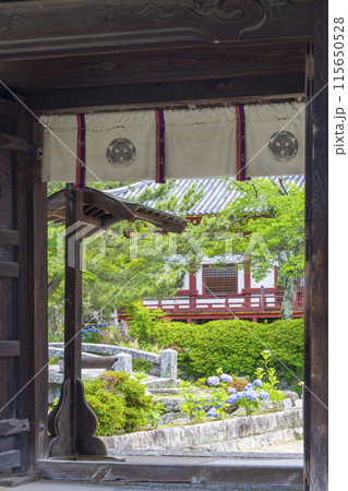 奈良　矢田寺南僧坊　アジサイ 115650528