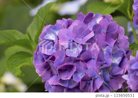 奈良　矢田寺　紫陽花 115650531