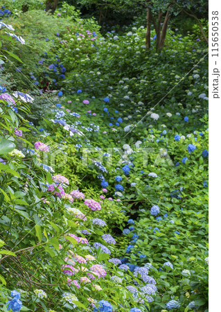 奈良　矢田寺　あじさい庭園 115650538