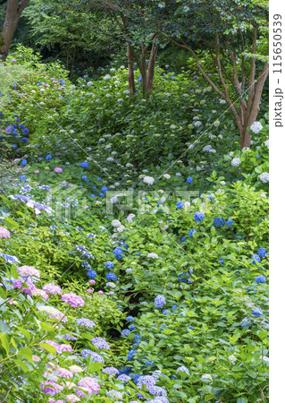 奈良　矢田寺　あじさい庭園 115650539