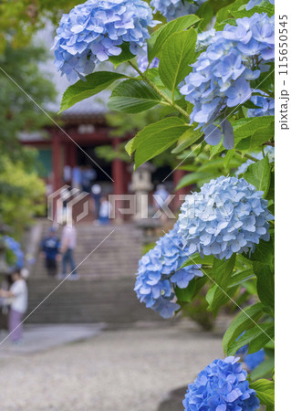 奈良 矢田寺 春日神社本殿 満開のアジサイ 奈良 矢田寺 春日神社本殿 満開のアジサイ 115650545