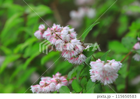 八重咲きの更紗空木（サラサウツギ）の花 115650583