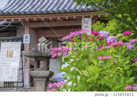 奈良　矢田寺　山門　満開のアジサイ 115651011