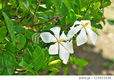 白いクチナシの花(夏、六月) 白いクチナシの花(夏、六月) 115651036