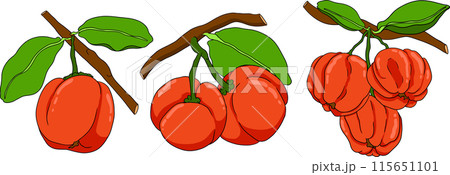Hand drawn coloring red acerola berry, barbados cherry, Malpighia emarginata. 115651101